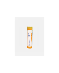 DULCAMARA 15CH – 80 GRÂNULOS – BOIRON